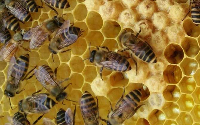 養(yǎng)蜂怎么防止自然分蜂? 養(yǎng)蜂