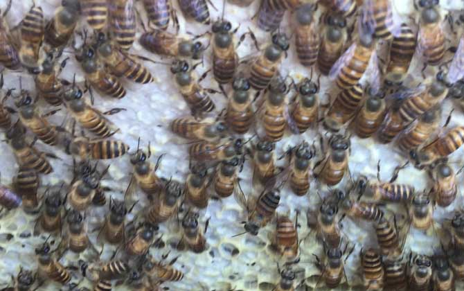 中蜂沒有蜂王怎么分蜂? 中蜂分蜂