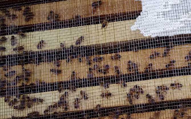 中蜂沒有蜂王怎么分蜂? 中蜂分蜂