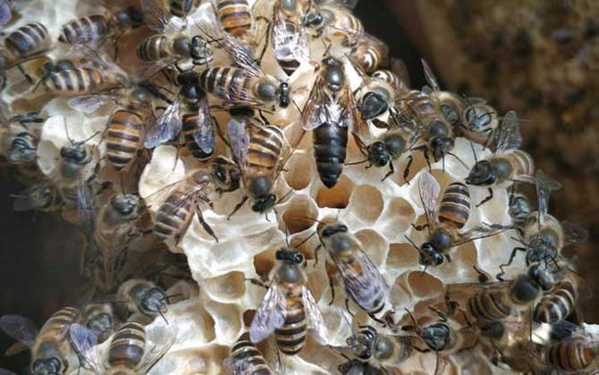 家庭養(yǎng)蜂技術(shù)及注意事項 家庭養(yǎng)蜂技術(shù)