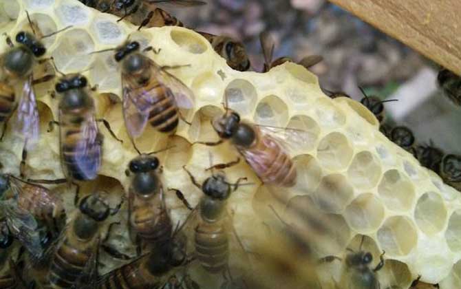 家庭養(yǎng)蜂技術(shù)及注意事項 家庭養(yǎng)蜂技術(shù)