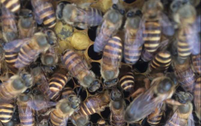 家庭養(yǎng)蜂技術(shù)及注意事項 家庭養(yǎng)蜂技術(shù)