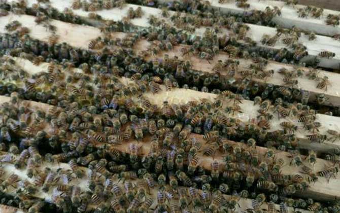 家庭養(yǎng)蜂技術(shù)及注意事項 家庭養(yǎng)蜂技術(shù)