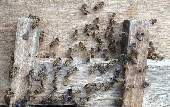 家庭養(yǎng)蜂技術(shù)及注意事項 家庭養(yǎng)蜂技術(shù)