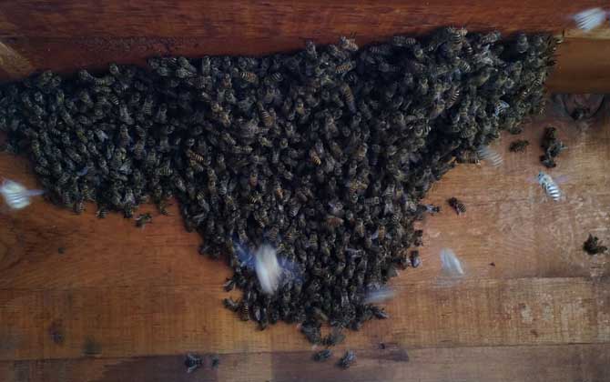 家庭養(yǎng)蜂技術(shù)及注意事項 家庭養(yǎng)蜂技術(shù)