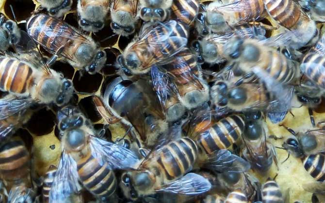 工蜂產卵群怎么處理才好? 工蜂產卵