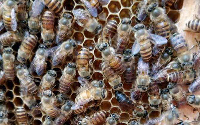 工蜂產卵群怎么處理才好? 工蜂產卵
