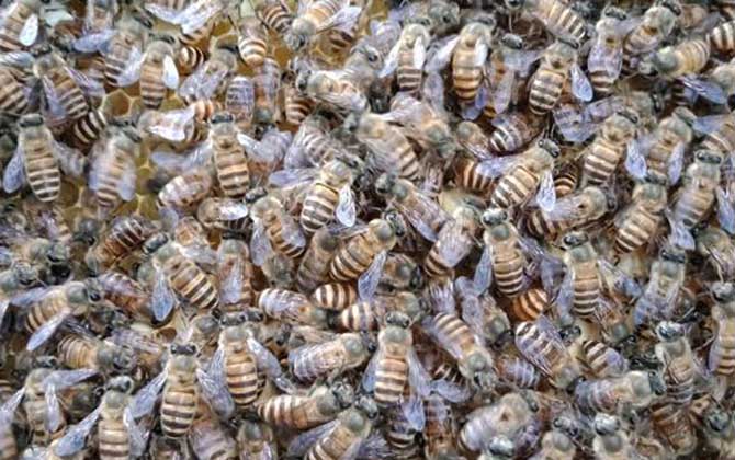 工蜂產卵群怎么處理才好? 工蜂產卵