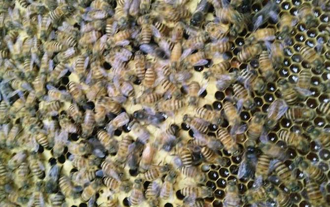 秋季怎么管理好蜂群? 蜂群