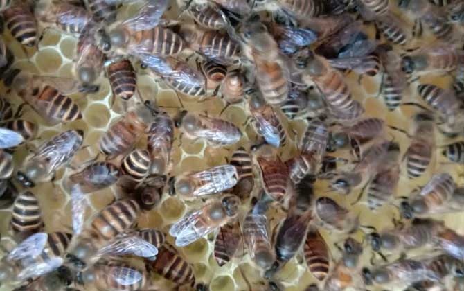 秋季怎么管理好蜂群? 蜂群