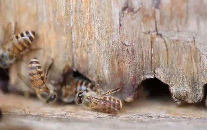 木桶養蜂有什么優缺點? 木桶養蜂