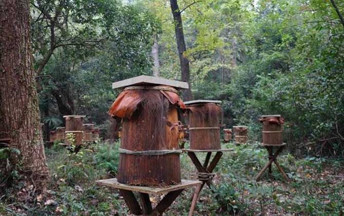 木桶養蜂有什么優缺點? 木桶養蜂