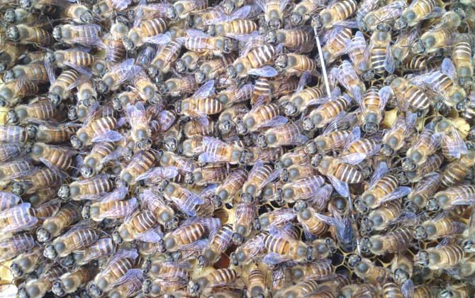 蜜蜂飼料配制及飼喂方法 蜜蜂