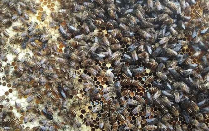 蜜蜂仿自然人工分蜂技術 蜜蜂