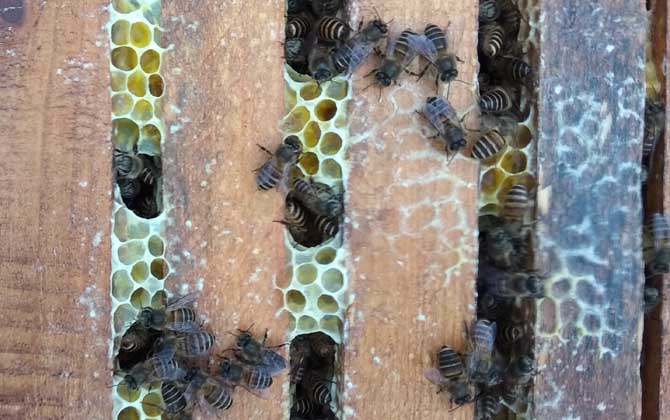 養蜜蜂的技巧有哪些? 養蜂技巧