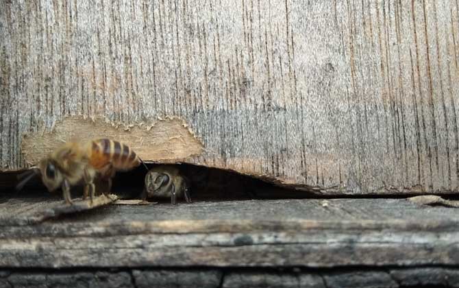 養蜜蜂的技巧有哪些? 養蜂技巧