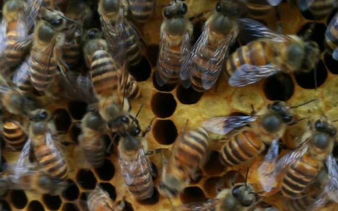 養蜜蜂的技巧有哪些? 養蜂技巧