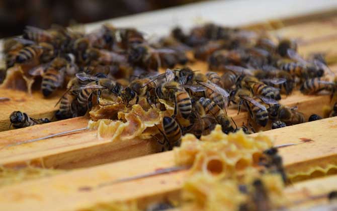 養蜜蜂的技巧有哪些? 養蜂技巧