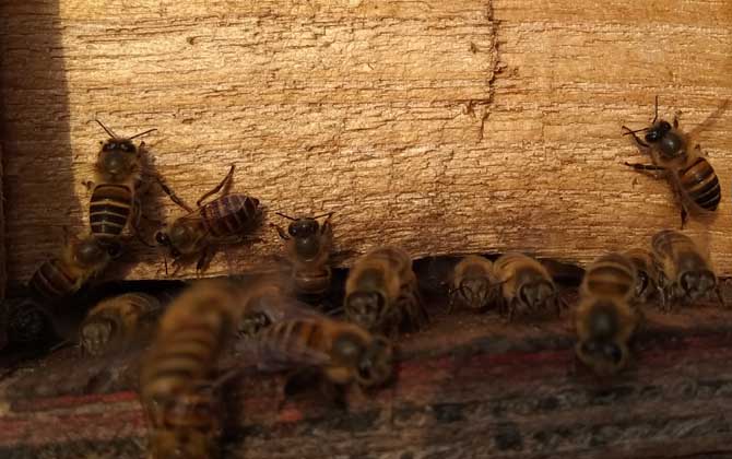 養蜜蜂的技巧有哪些? 養蜂技巧