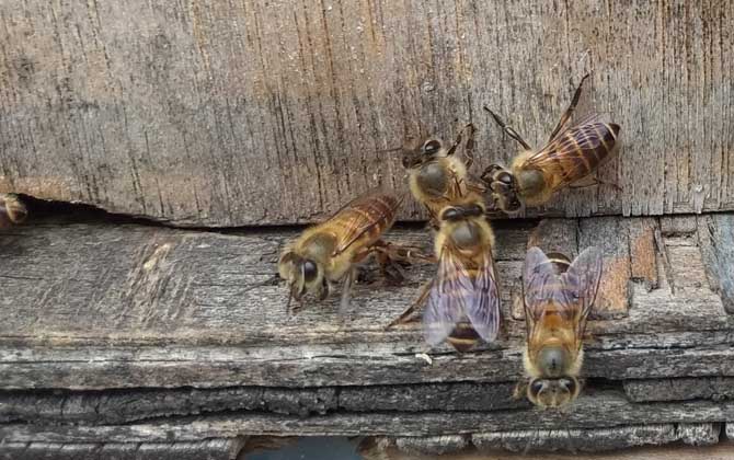 失王的蜂群會不會飛走? 蜂群失王