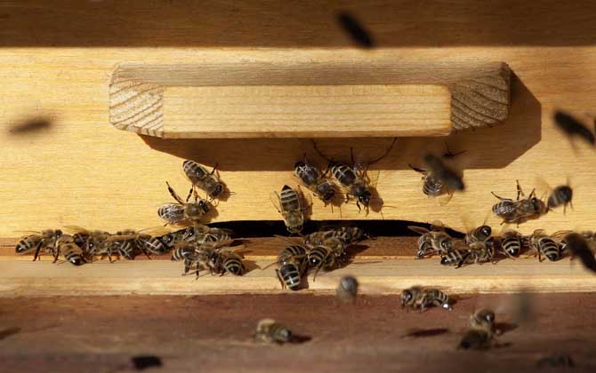 蜜蜂養(yǎng)殖的關(guān)鍵性技術(shù) 蜜蜂養(yǎng)殖