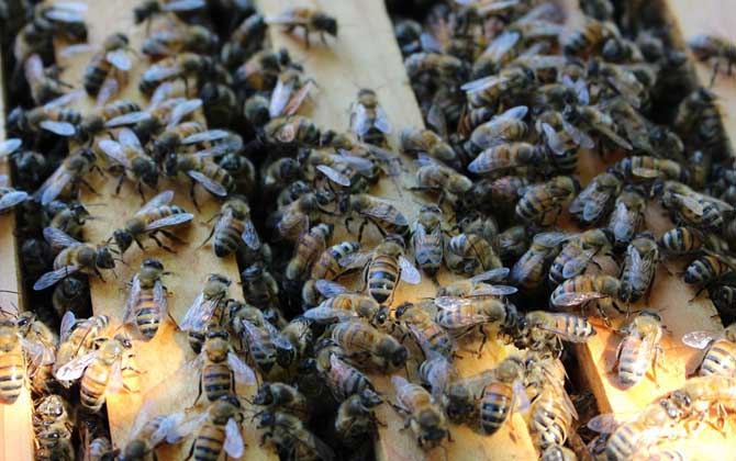 蜜蜂養(yǎng)殖的關(guān)鍵性技術(shù) 蜜蜂養(yǎng)殖