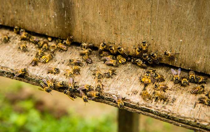 蜜蜂養(yǎng)殖的關(guān)鍵性技術(shù) 蜜蜂養(yǎng)殖