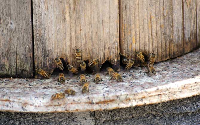 蜜蜂養(yǎng)殖的關(guān)鍵性技術(shù) 蜜蜂養(yǎng)殖