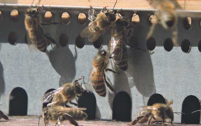 蜜蜂養(yǎng)殖的關(guān)鍵性技術(shù) 蜜蜂養(yǎng)殖