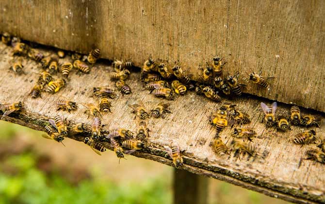 怎樣控制蜜蜂自然分蜂? 自然分蜂