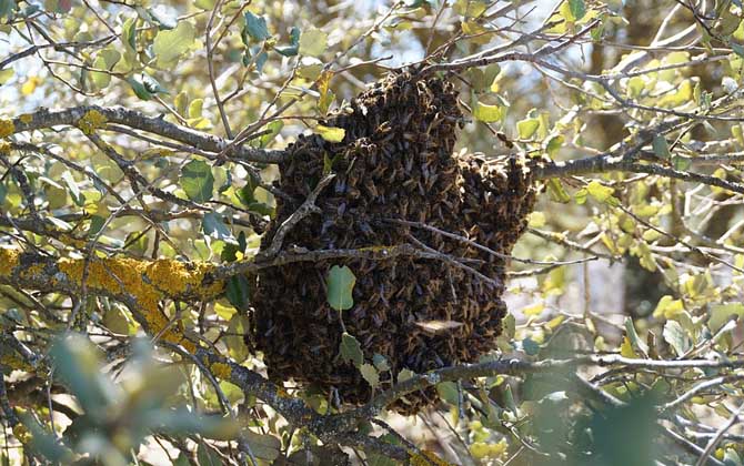 怎樣控制蜜蜂自然分蜂? 自然分蜂