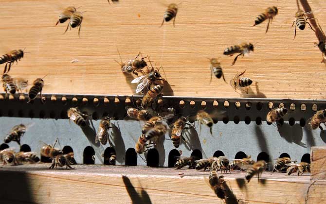 怎樣控制蜜蜂自然分蜂? 自然分蜂