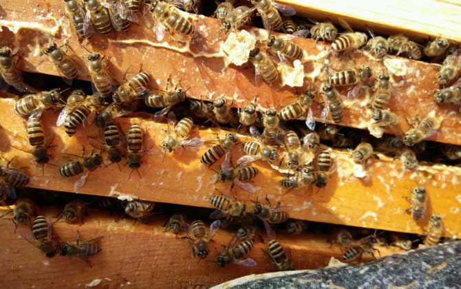 春季養蜂技術及注意事項 春季養蜂