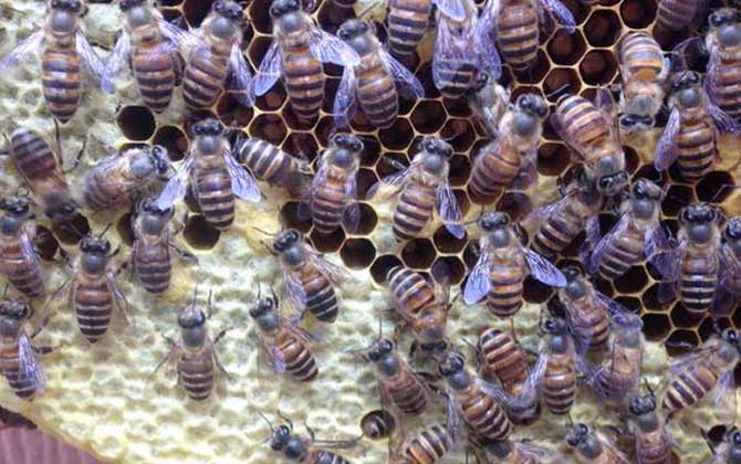 春季養蜂技術及注意事項 春季養蜂