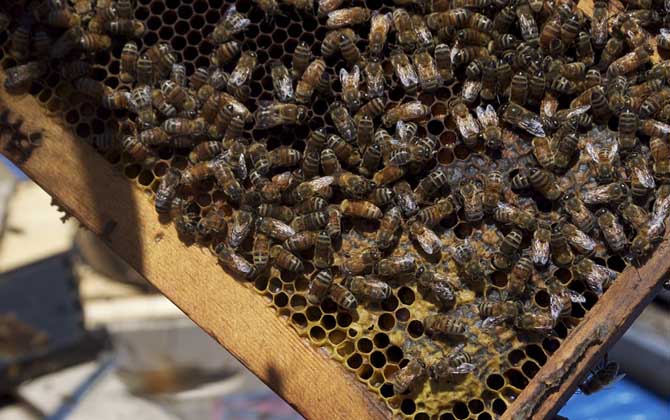 人工分蜂技術及注意事項 人工分蜂