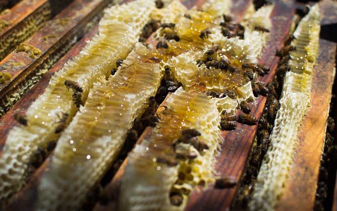 人工分蜂技術及注意事項 人工分蜂