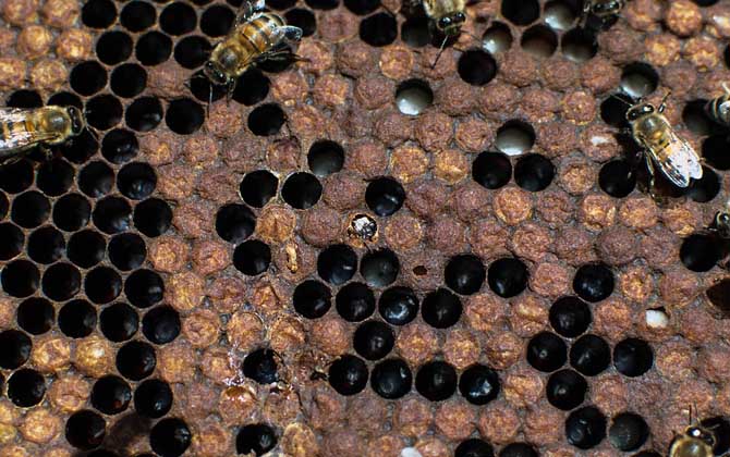 人工分蜂技術及注意事項 人工分蜂