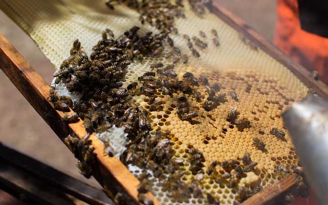 人工分蜂技術及注意事項 人工分蜂