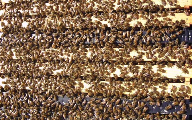 人工分蜂技術及注意事項 人工分蜂