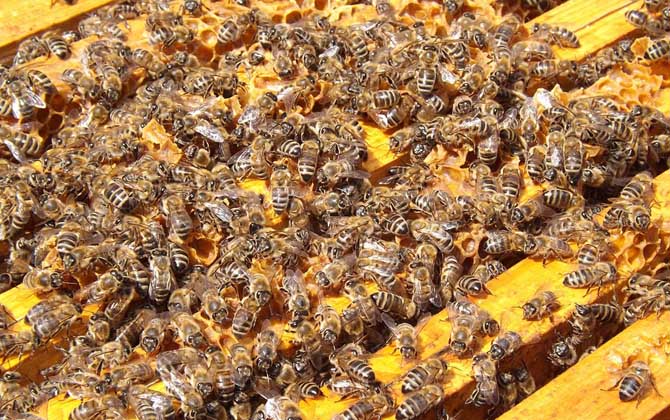 人工分蜂技術及注意事項 人工分蜂