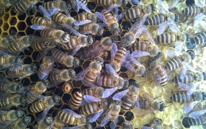 養蜂怎樣原地人工分蜂? 人工分蜂