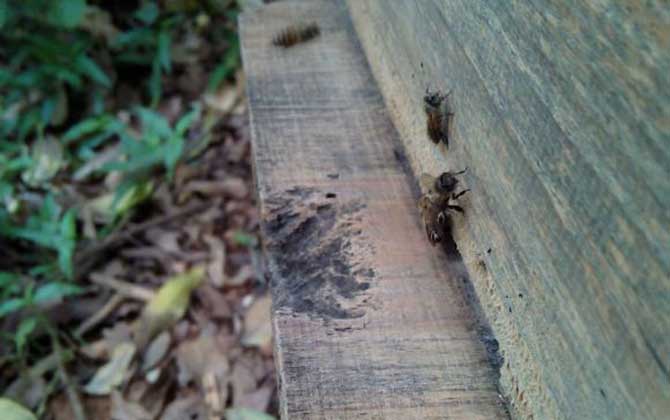 養蜂怎樣原地人工分蜂? 人工分蜂