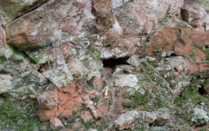 誘蜂洞挖在什么地方好? 誘蜂洞