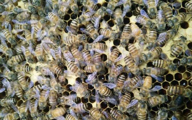 蜜蜂什么情況下會打架? 蜜蜂