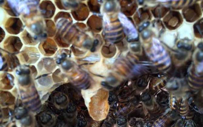 蜜蜂失王后怎樣造王臺? 王臺