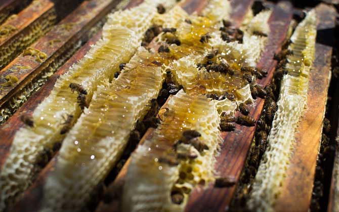 蜂群失王后多久會滅亡? 蜂群