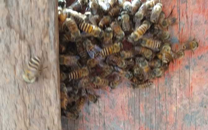 幾十只蜂的蛋群速繁法 蛋群