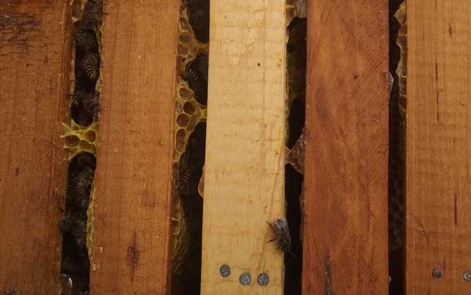 蜂群合并方法及注意事項 蜂群合并