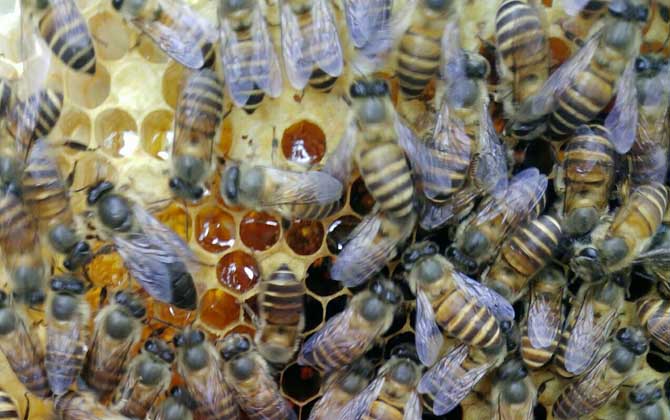 割脾造王的原理及育王技術 割脾造王