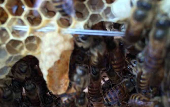 割脾造王的原理及育王技術 割脾造王